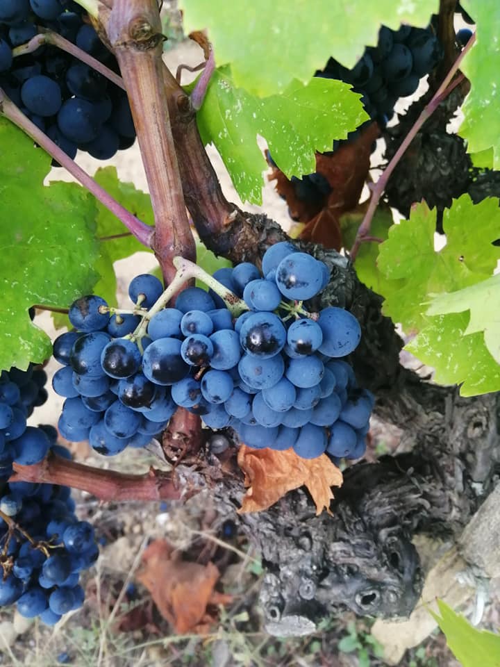 cepage carignan