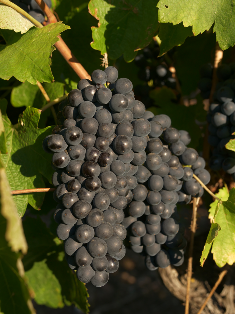 cepage_syrah_domaine_arbussele