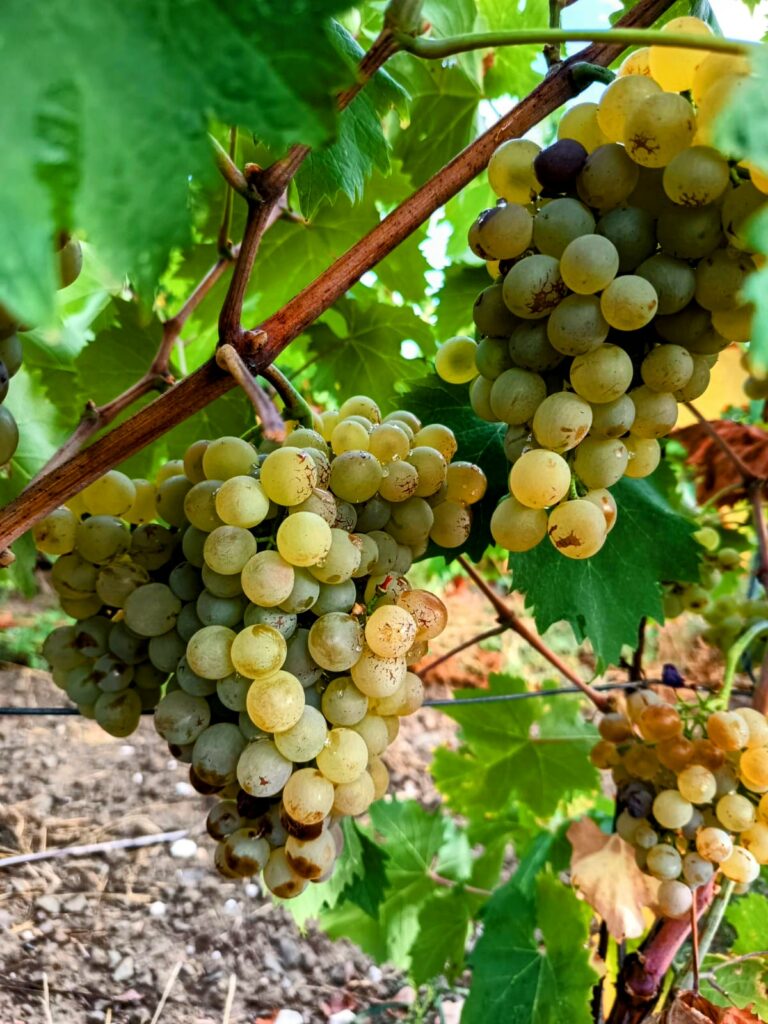 domaine_larbussele_cepages_rolle